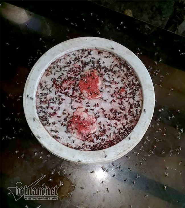 Ô nhiễm, ruồi, Ruồi gây ô nhiễm Hòa Bình