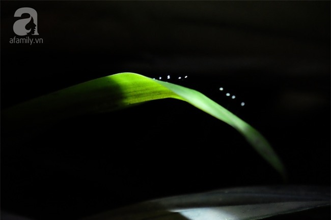 Long An: Bất chấp giông gió, nhiều người đổ xô đi xem “thiên cổ kỳ hoa” 3.000 năm mới nở một lần? - Ảnh 2.