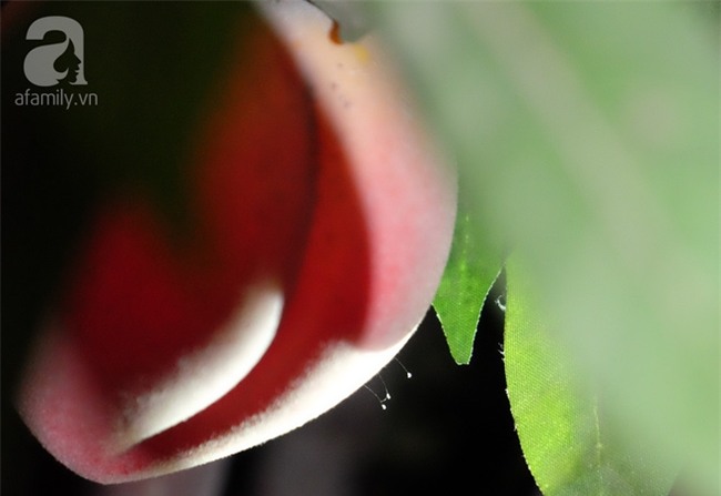 Long An: Bất chấp giông gió, nhiều người đổ xô đi xem “thiên cổ kỳ hoa” 3.000 năm mới nở một lần? - Ảnh 5.