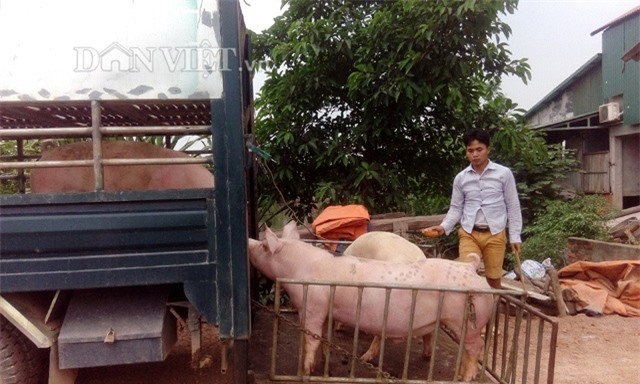 1 trieu tan lon viet nam se xuat khau chinh ngach sang trung quoc hinh anh 1