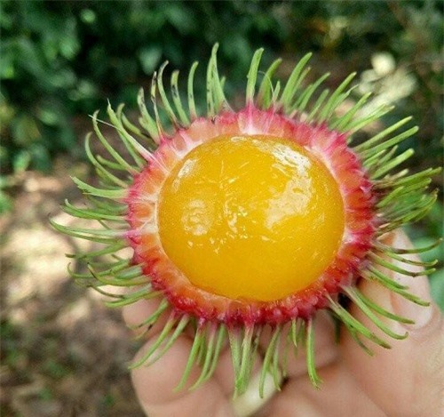 hoa quả, hoa quả giá rẻ, thực phẩm sạch