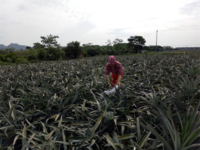 thương lái trung quốc, thương lái, thu mua, nông dân, nông sản