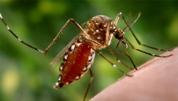 Sốt xuất huyết nếu không được điều trị kịp thời sẽ để lại nhiều di chứng, thậm chí tử vong. Ảnh minh họa