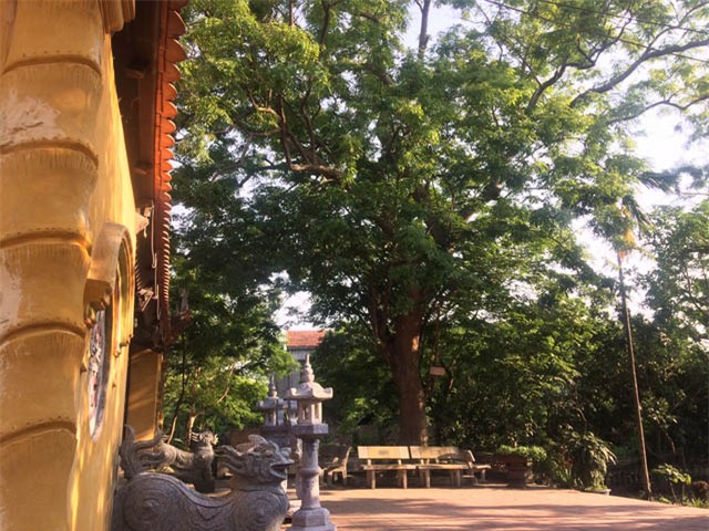 cây sưa, sưa trăm tỷ, gỗ sưa, gỗ quý