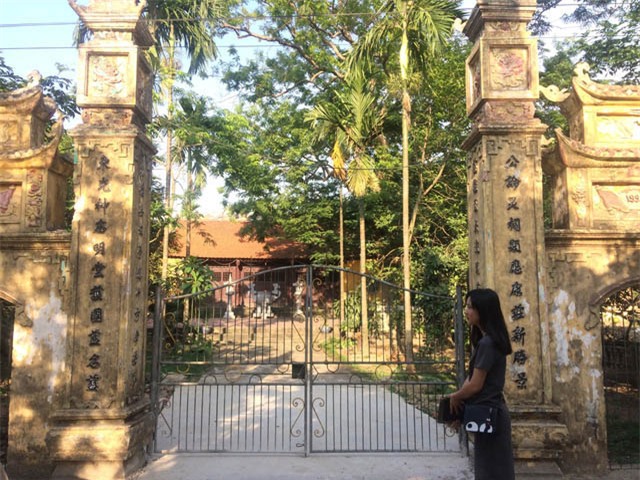 cây sưa, sưa trăm tỷ, gỗ sưa, gỗ quý