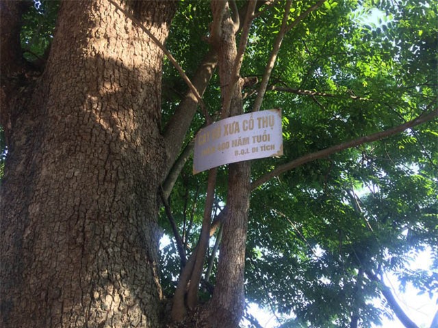 cây sưa, sưa trăm tỷ, gỗ sưa, gỗ quý