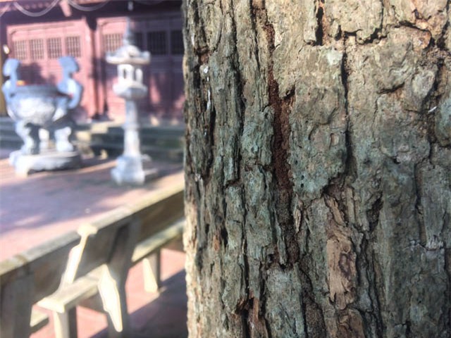 cây sưa, sưa trăm tỷ, gỗ sưa, gỗ quý