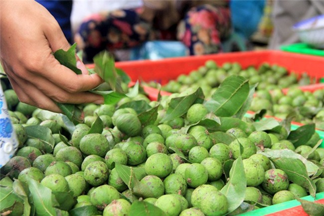 sâu, quả sấu, giải nhiệt, mùa hè