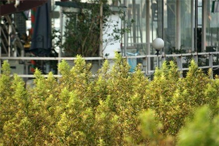 Hồ Tây, nhà hàng, bỏ hoang, dự án bỏ hoang