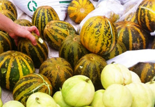 Những quả dưa bở đã nứt vỏ thì không nên mua. Ảnh: T.G