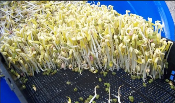 Những tác dụng ít biết về món giá đỗ - Ảnh 1.