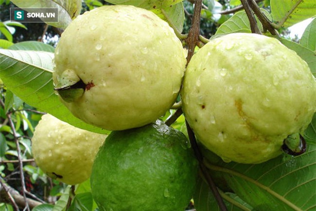 Mùa hè đến, chỉ cần ăn một quả ổi chín cũng mang đến cho cơ thể 10 tác dụng kỳ diệu - Ảnh 1.