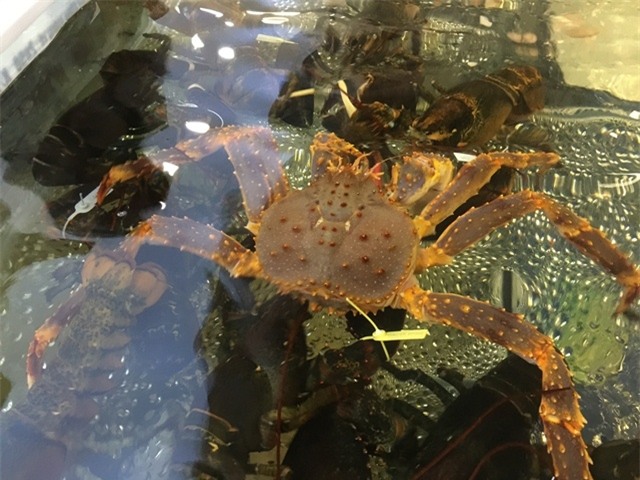 Cua hoàng đế và tôm hùm Mỹ nhập tươi nguyên