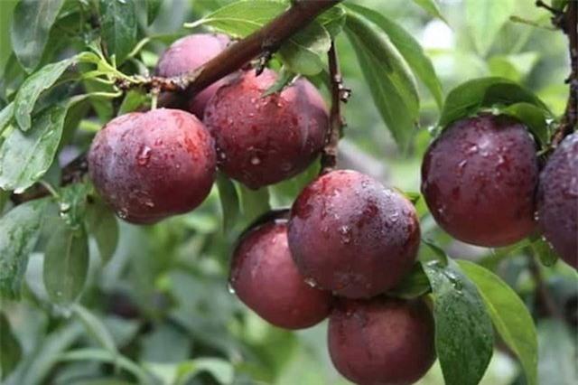 5 loai hoa qua theo mua de 