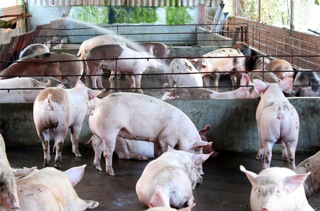 thịt lợn giảm giá, nuôi lợn, thit lợn, giải cứu lợn, chăn nuôi lợn