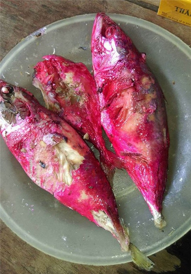 cá chuyển sang màu đỏ, cá bạc má, Hà Tĩnh