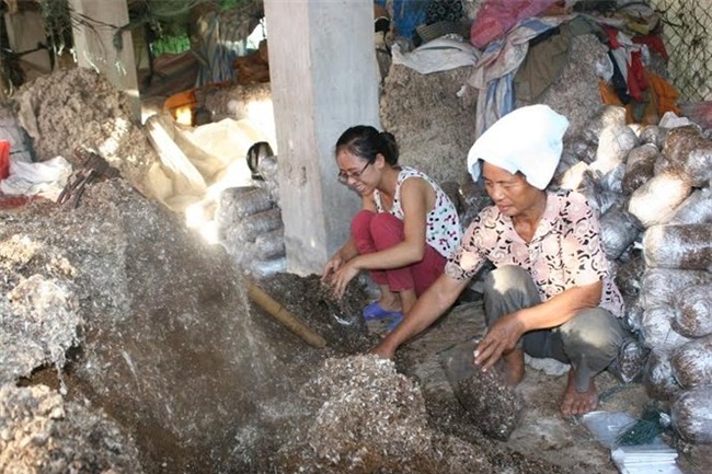 tỷ phú, bỏ đại học, về quê, làm giàu, trồng nấm