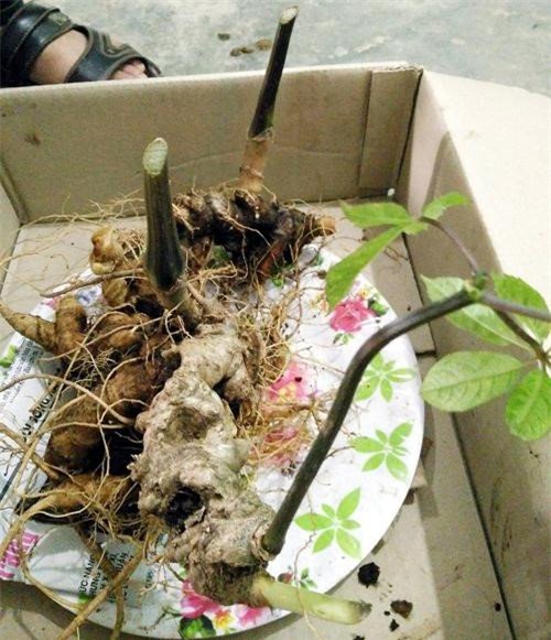 Sâm Ngọc Linh, sâm Việt Nam, sâm quý, nhân sâm