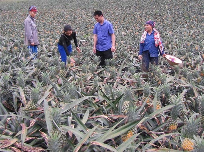 thương lái, thương lái Trung Quốc, thu mua, nông dân, nông sản, dứa