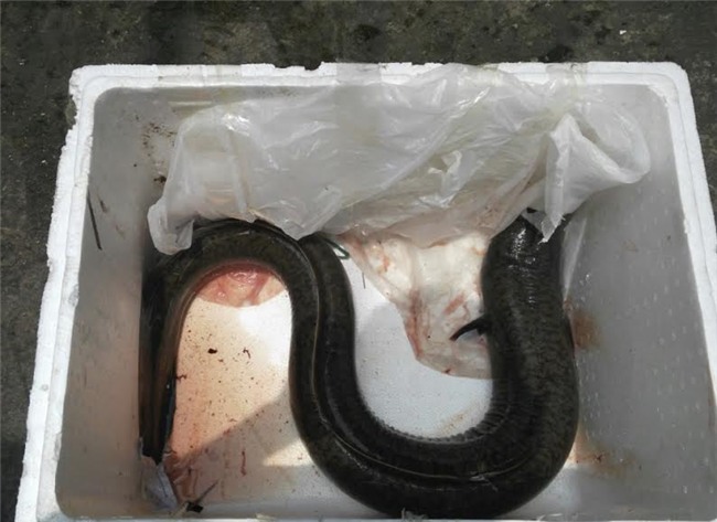 cá khủng, cá chình, thuỷ quái sông đà, đại gia hà thành