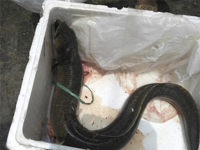 cá khủng, cá chình, thuỷ quái sông đà, đại gia hà thành