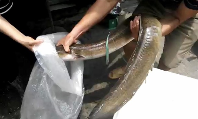 cá khủng, cá chình, thuỷ quái sông đà, đại gia hà thành