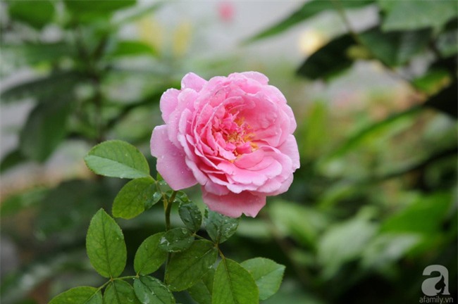 Khu vườn hoa hồng chen nhau nở rực rỡ trên sân thượng 18m² ở Hà Nội - Ảnh 10.