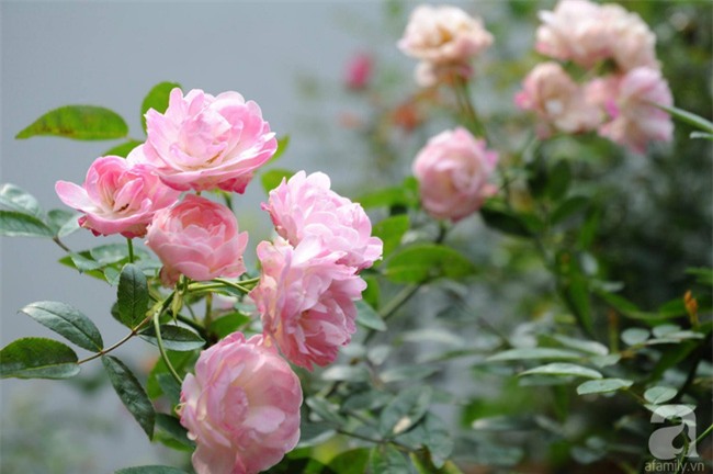 Khu vườn hoa hồng chen nhau nở rực rỡ trên sân thượng 18m² ở Hà Nội - Ảnh 11.