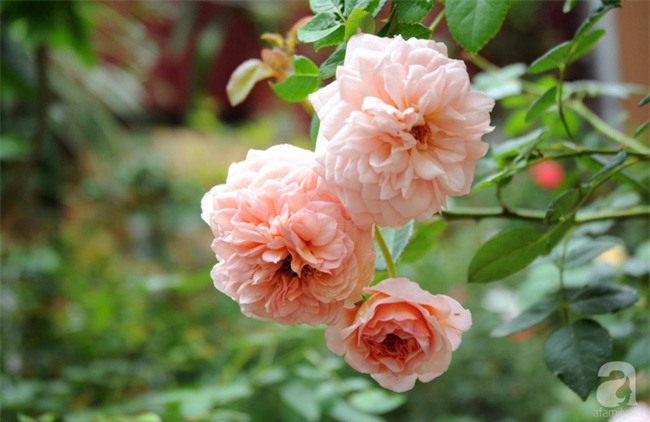 Khu vườn hoa hồng chen nhau nở rực rỡ trên sân thượng 18m² ở Hà Nội - Ảnh 12.