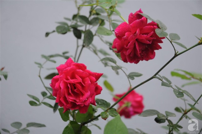 Khu vườn hoa hồng chen nhau nở rực rỡ trên sân thượng 18m² ở Hà Nội - Ảnh 13.