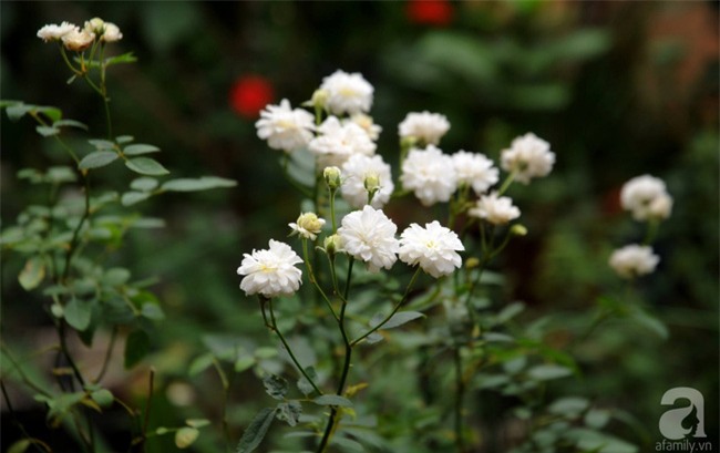 Khu vườn hoa hồng chen nhau nở rực rỡ trên sân thượng 18m² ở Hà Nội - Ảnh 15.