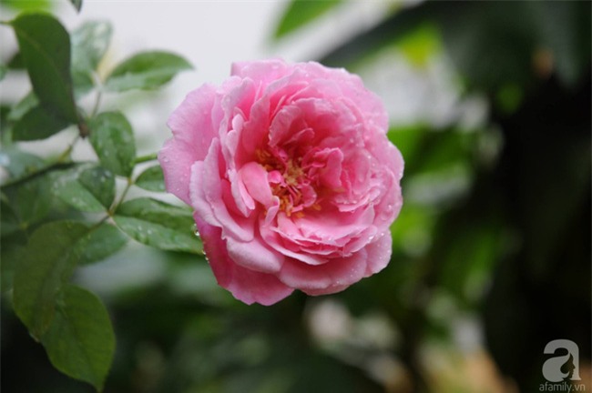 Khu vườn hoa hồng chen nhau nở rực rỡ trên sân thượng 18m² ở Hà Nội - Ảnh 16.