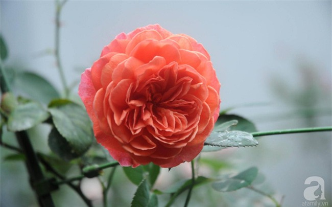 Khu vườn hoa hồng chen nhau nở rực rỡ trên sân thượng 18m² ở Hà Nội - Ảnh 17.