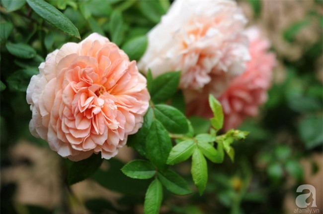Khu vườn hoa hồng chen nhau nở rực rỡ trên sân thượng 18m² ở Hà Nội - Ảnh 18.