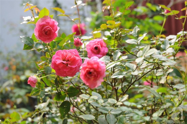 Khu vườn hoa hồng chen nhau nở rực rỡ trên sân thượng 18m² ở Hà Nội - Ảnh 19.
