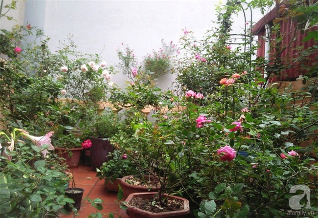 Khu vườn hoa hồng chen nhau nở rực rỡ trên sân thượng 18m² ở Hà Nội - Ảnh 2.