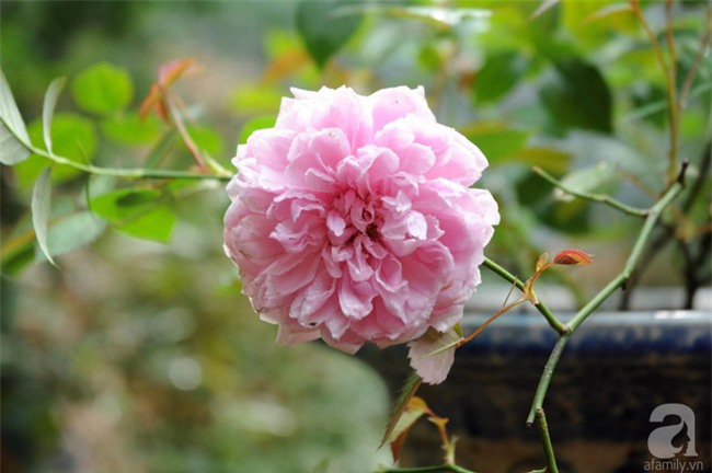 Khu vườn hoa hồng chen nhau nở rực rỡ trên sân thượng 18m² ở Hà Nội - Ảnh 20.