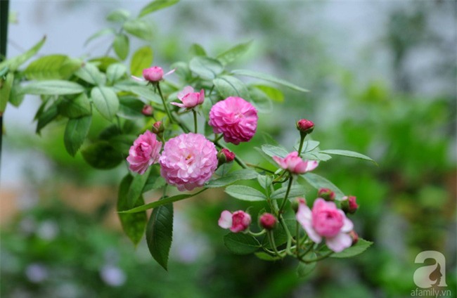 Khu vườn hoa hồng chen nhau nở rực rỡ trên sân thượng 18m² ở Hà Nội - Ảnh 21.