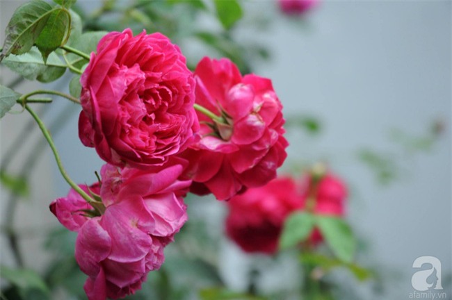 Khu vườn hoa hồng chen nhau nở rực rỡ trên sân thượng 18m² ở Hà Nội - Ảnh 22.