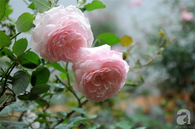 Khu vườn hoa hồng chen nhau nở rực rỡ trên sân thượng 18m² ở Hà Nội - Ảnh 24.