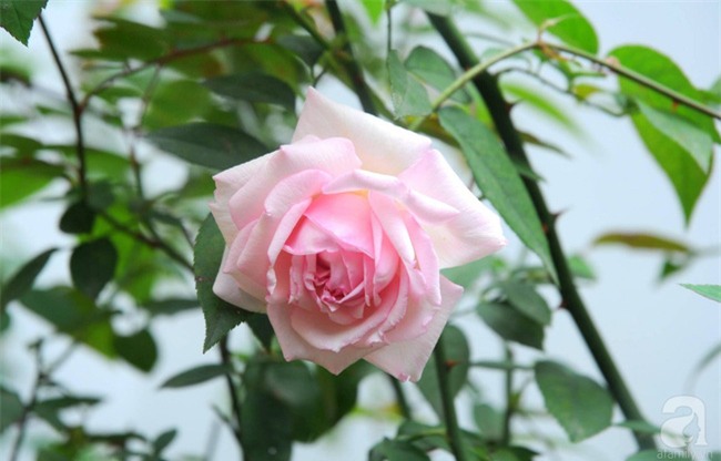 Khu vườn hoa hồng chen nhau nở rực rỡ trên sân thượng 18m² ở Hà Nội - Ảnh 25.