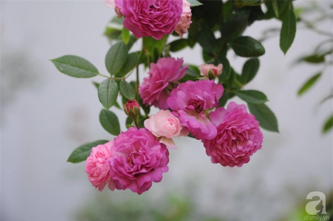 Khu vườn hoa hồng chen nhau nở rực rỡ trên sân thượng 18m² ở Hà Nội - Ảnh 27.