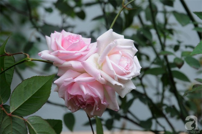Khu vườn hoa hồng chen nhau nở rực rỡ trên sân thượng 18m² ở Hà Nội - Ảnh 28.