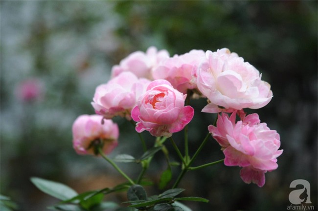 Khu vườn hoa hồng chen nhau nở rực rỡ trên sân thượng 18m² ở Hà Nội - Ảnh 3.