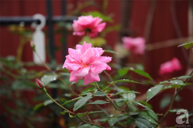 Khu vườn hoa hồng chen nhau nở rực rỡ trên sân thượng 18m² ở Hà Nội - Ảnh 30.