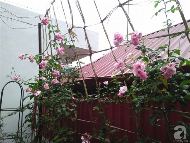 Khu vườn hoa hồng chen nhau nở rực rỡ trên sân thượng 18m² ở Hà Nội - Ảnh 5.