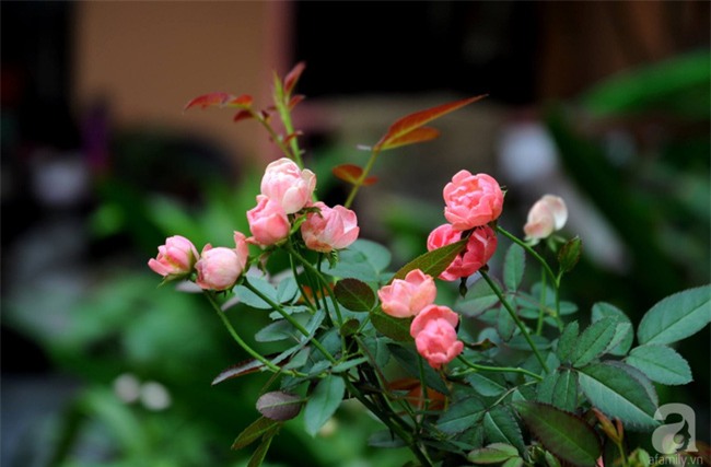 Khu vườn hoa hồng chen nhau nở rực rỡ trên sân thượng 18m² ở Hà Nội - Ảnh 6.