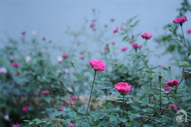 Khu vườn hoa hồng chen nhau nở rực rỡ trên sân thượng 18m² ở Hà Nội - Ảnh 7.