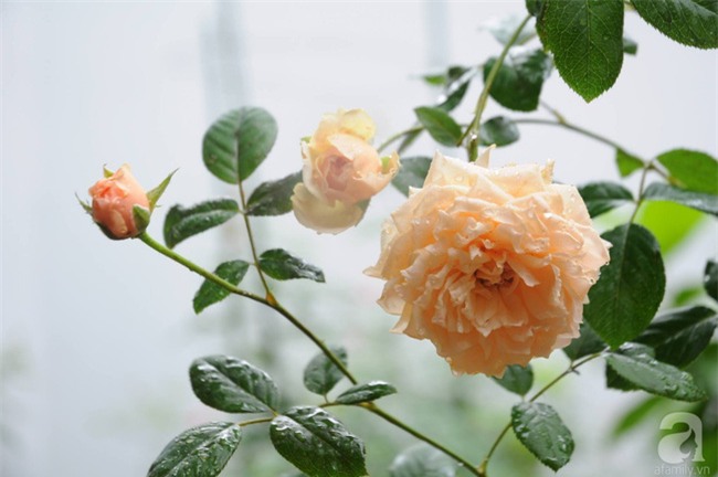 Khu vườn hoa hồng chen nhau nở rực rỡ trên sân thượng 18m² ở Hà Nội - Ảnh 8.