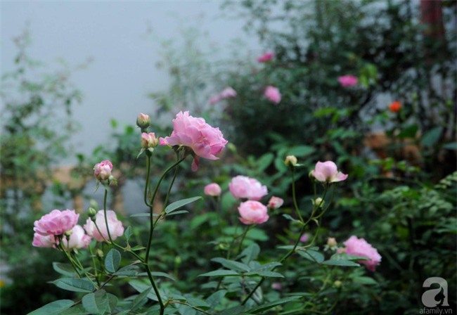 Khu vườn hoa hồng chen nhau nở rực rỡ trên sân thượng 18m² ở Hà Nội - Ảnh 9.